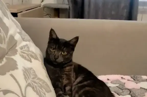 Пропала кошка, Молчановская улица, 1, Киров — кот Мартин, 1,5 года, контактный - photo