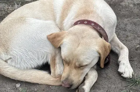 Объявления о пропавших и найденных животных, Якутск, фото: Найдена собака, улица Лермонтова, 121А, Якутск — щенок лабрадор