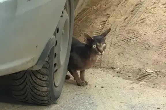 Найдена кошка, Нижний Новгород, фото: Найдена кошка, улица 40 лет Октября, 5А, Нижний Новгород — породистая, домашняя