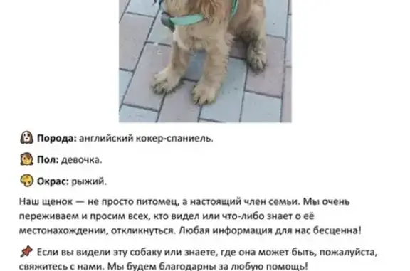 Собаки потеряшки, Новочеркасск, фото: Потеряшка собака, Речная улица, городской округ Новочеркасск, Новочеркасск