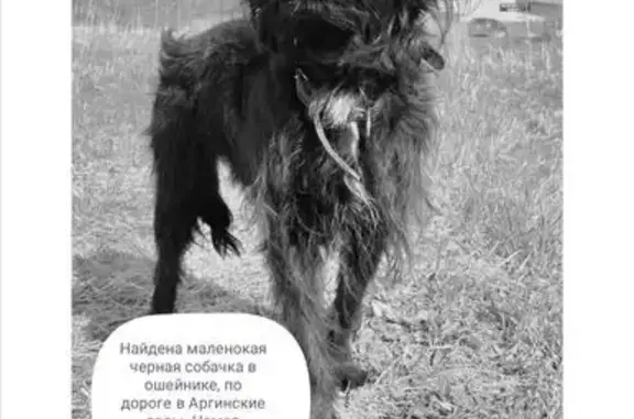 Объявления о пропавших и найденных животных, Ачинск, фото: Найдена собака, Ачинск, Красноярский край — чёрная маленькая собачка