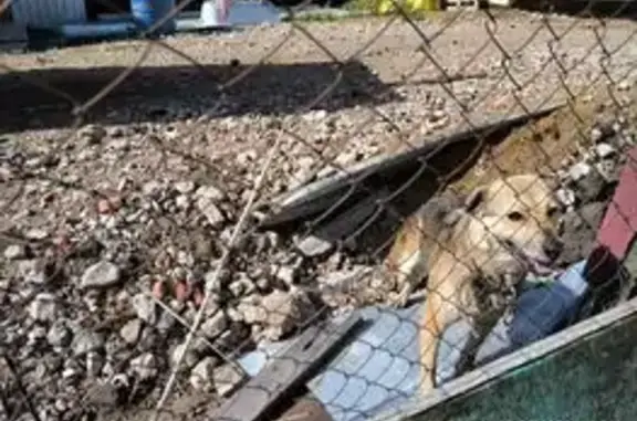 Найдена собака, Рузаевка, фото: Найдена собака, улица Царёва, 4, Рузаевка — с ошейником и цепью, запуталась за деревья
