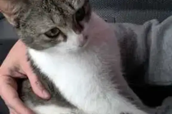 Кошки потеряшки, Сколково, фото: Потеряшка кошка, Новая улица, 40, Сколково — окрас как на фото