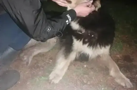 Объявления о пропавших и найденных животных, Научный Городок, фото: Найдена собака, Научный Городок, Алтайский край — крупный, похож на маламута