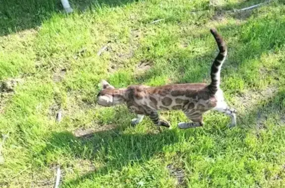 Найдена кошка, Одинцовский, фото: Найдена кошка, Комсомольская улица, Московская область, Одинцовский — молодой бенгальский кот, ручной