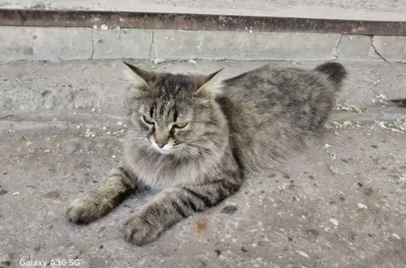 Найденные животные Астрахань, фото: Найдена кошка, улица Бэра, 57, Астрахань — уже около 3 недель возле ПВЗ на б. Хмельницкого