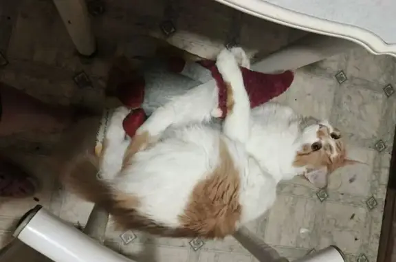 Кошки потеряшки, Чита, фото: Потеряшка кошка, Чита, Забайкальский край — рыже-белый кот, кастрирован