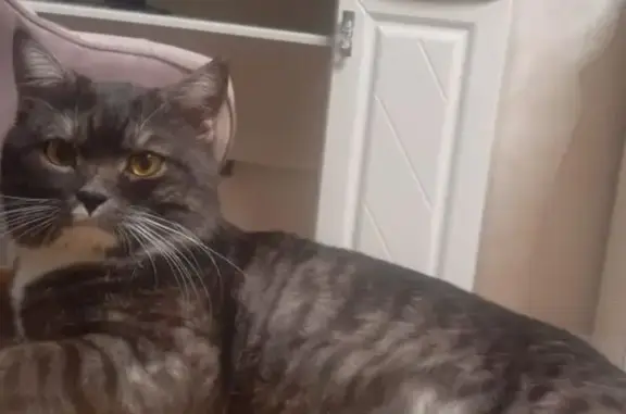 Пропала кошка, улица Фрунзе, 8, Супонево, Супонево — крупный кот, метис мейн-куна - photo