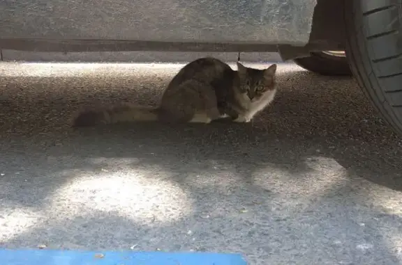 Найдена кошка, Санкт-Петербург, фото: Найдена кошка, Фурштатская улица, 8, Санкт-Петербург — пряталась в кустах, забегала под машины