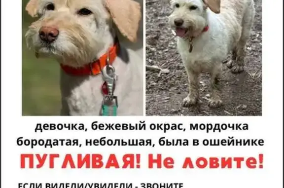 Пропала собака, Митинская улица, Москва — небольшая, пугливая, в ошейнике с адресником - photo