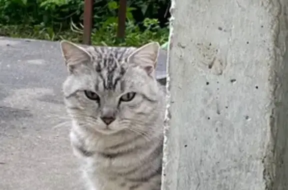 Объявления о пропавших и найденных животных, Клин, фото: Найдена кошка, улица Менделеева, 15, Клин — зелёные глаза, сидит у подъезда несколько дней