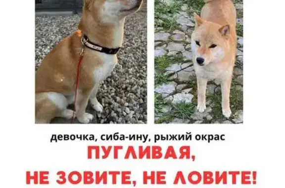 Пропала собака, СНТ Ивушка, Солнечногорск — сиба-ину, рыжая, кличка Юки - photo