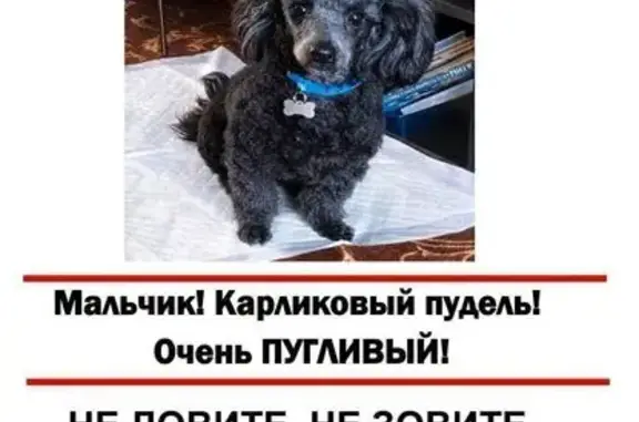 Пропала собака, СНТ Водник, Химки — карликовый пудель, очень пугливый, в оранжевом ошейнике - photo