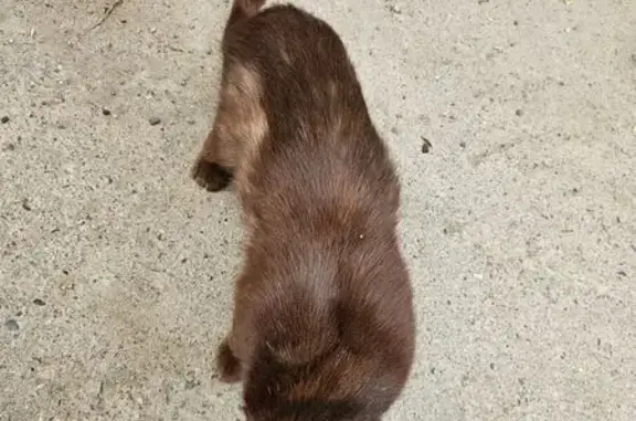 Найдена кошка, Чебоксары, фото: Найдена кошка, улица Гагарина, 16, Чебоксары — очень худая, ласковая, ручная
