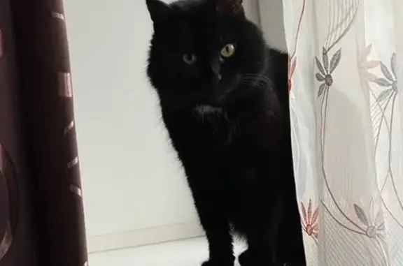 Кошки потеряшки, Кострома, фото: Потеряшка кошка, улица Гагарина, 2А, Кострома — чёрный, на шее белое пятнышко