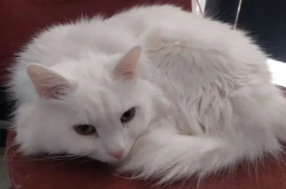 Пропала кошка, Ремесленная улица, 5, Ногинск — белая длинношерстная, 15 лет - photo