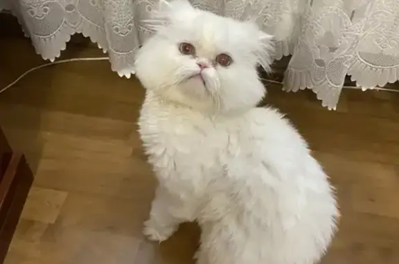 Пропала кошка, улица Воровского, 3, Мытищи — белая, голубые глаза, кличка Маркиз - photo