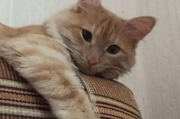 Кошки потеряшки, Уфа, фото: Потеряшка кошка, улица Ухтомского, 17, Уфа — рыжая, нет половины правого уха, голубой ошейник