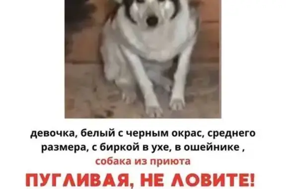 Собаки потеряшки, Орехово-Зуево, фото: Потеряшка собака, Деревня Ожерелки, Орехово-Зуево — девочка, зелёный ошейник, из приюта