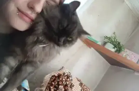 Пропала кошка, Крестьянская улица, 13, Киров — чёрно серо белая, с ярко жёлтыми глазами - photo