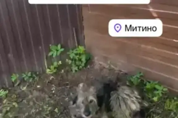 Найдена собака, Москва, фото: Найдена собака, улица Барышиха, Москва — уши были связаны проволокой, раны заживают