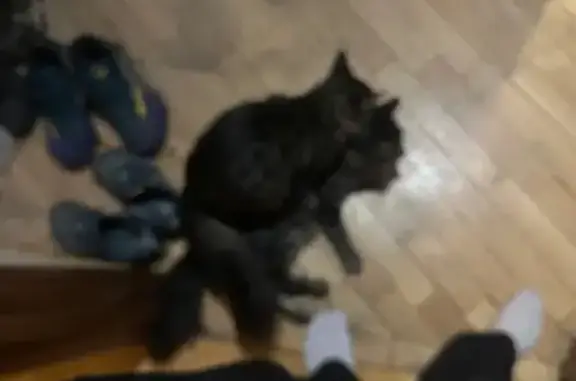Пропала кошка, 2-я Филёвская улица, 5 к1, Москва — два кота, похожих на дворняжек, с большими ушами - photo