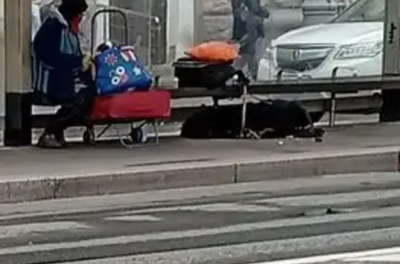 Найдена собака, Москва, фото: Найдена собака, Павелецкая площадь, Москва — большая чёрная, лежит под лавочкой, в кожаном наморднике