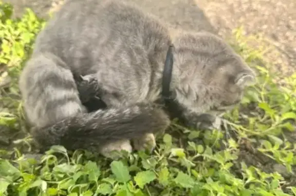 Найдена кошка, Воронцовка, фото: Найдена кошка, Воронцовка, Тамбовская область — с ошейником, зелёные глаза, серый окрас