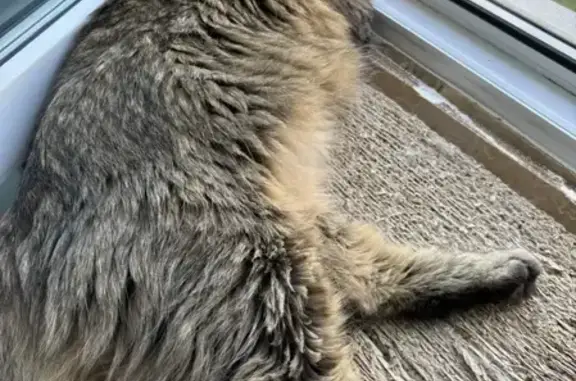 Пропала кошка, Красная улица, 19, Нижний Тагил — коричневая с пятнышками и полосками, со шрамом после стерилизации - photo