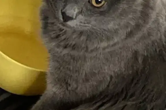 Кошки потеряшки, Рождествено, фото: Потеряшка кошка, Финская улица, 8, Рождествено — пушистый кот, глаза жёлтого оттенка