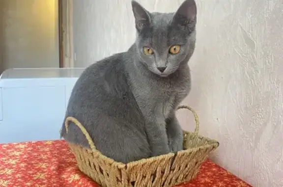 Пропала кошка, женский пол, улица Тюляева, Краснодар - серая, весит 3 кг - photo