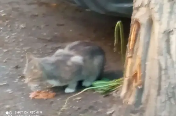 Объявления о пропавших и найденных животных, Люберцы, фото: Найдена кошка, Октябрьский проспект, 300, Люберцы — серый