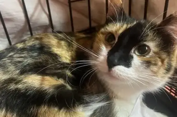 Пропала кошка, Вокзальная улица, 2, Саратов — трёхцветная, очень пугливая - photo