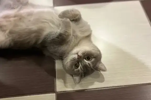 Кошки потеряшки, Тобольск, фото: Потеряшка кошка, Защитинская улица, 48, Тобольск — серый, выбежал за забор с частной территории