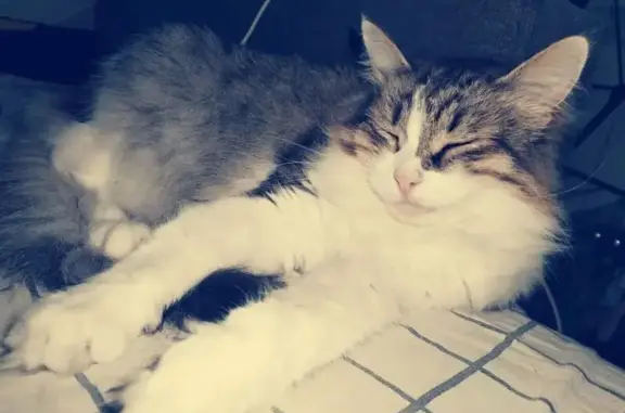 Пропала кошка, улица Гагарина, 25, Жуковский — зелёные глаза, трёхцветная, полного телосложения - photo