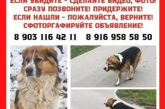 Пропала собака, Голиково, Московская область — видели в Чашниково, Зеленограде и на Новокрюковской улице - photo
