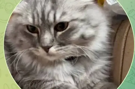 Пропала кошка, улица Арапова, 60, Верх-Нейвинский — серенькая, пушистая, уши прижаты - photo
