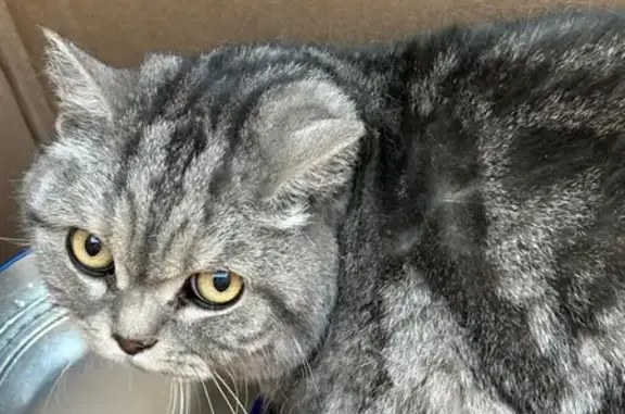 Найдена кошка, Йошкар-Ола, фото: Найдена кошка, 2-я Деповская улица, 19А, Йошкар-Ола — мраморно-серый окрас, британец