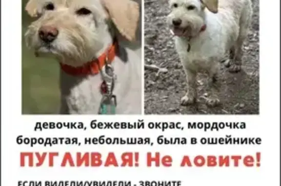 Пропала собака, Павшинский бульвар, 30, Красногорск — девочка, светлый окрас, в оранжевом ошейнике - photo