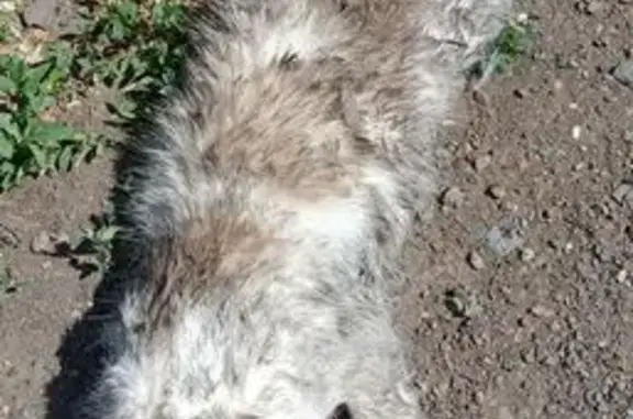 Найдена кошка, Оренбург, фото: Найдена кошка, Самолётная улица, Оренбург — белая, пушистая
