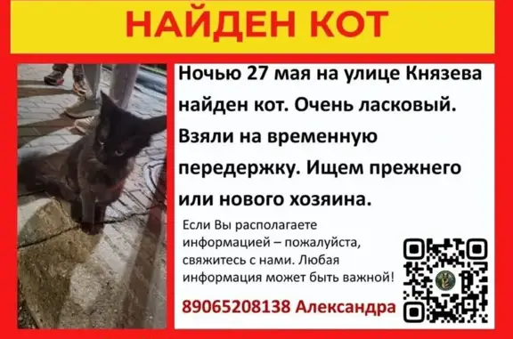 Найденные животные Кострома, фото: Найдена кошка, улица Князева, Кострома