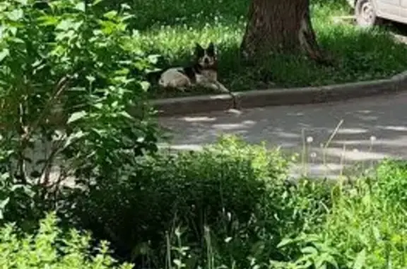 Найдена собака, Казань, фото: Найдена собака, улица Комарова, 20, Казань — бегает, ищет хозяина