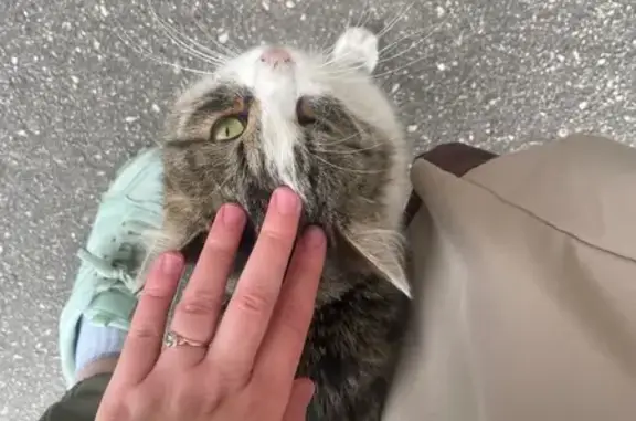 Найденные животные Нижний Новгород, фото: Найдена кошка, проспект Гагарина, 109, Нижний Новгород — беленькая, очень ласковая, зелёные глазки