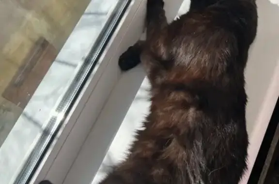 Кошки потеряшки, Беклемишево, фото: Потеряшка кошка, Беклемишево