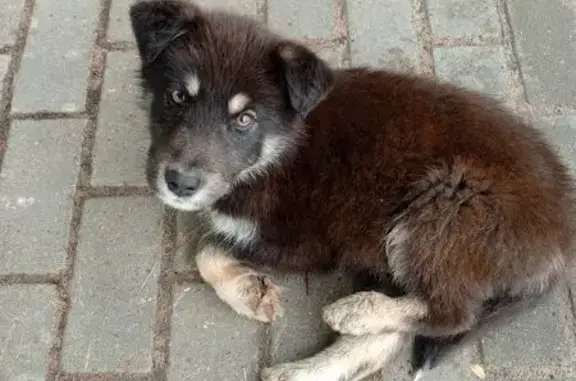 Найденные животные Конаково, фото: Найдена собака, улица Гагарина, 3, Конаково — щенок