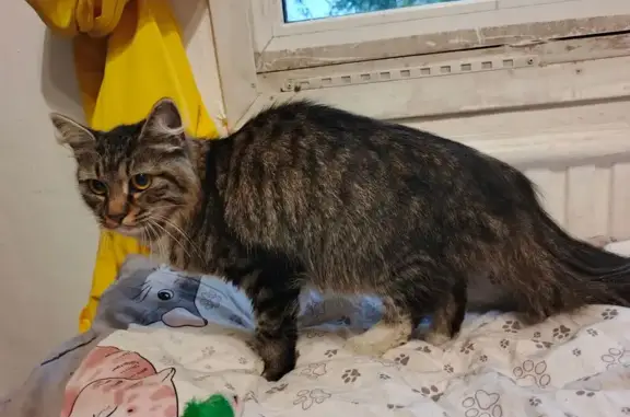 Найдена кошка, Санкт-Петербург, фото: Найдена кошка, проспект Народного Ополчения, Санкт-Петербург