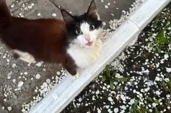 Найдена кошка, Троицкий, фото: Найдена кошка, улица Гагарина, 21, Троицкий городской округ, Троицкий — молоденькая, тянется к людям