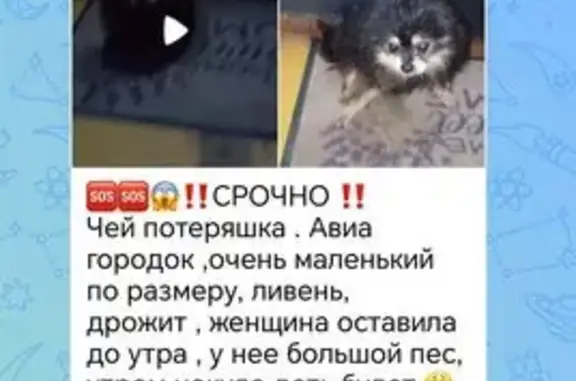 Найденные животные Хабаровск, фото: Найдена собака, Матвеевское шоссе, Хабаровск — шпиц