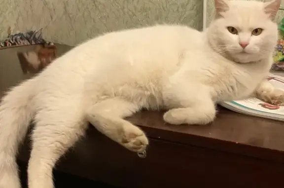Пропала кошка, улица Куйбышева, 55, Пятигорск — белоснежная, с золотыми глазами - photo