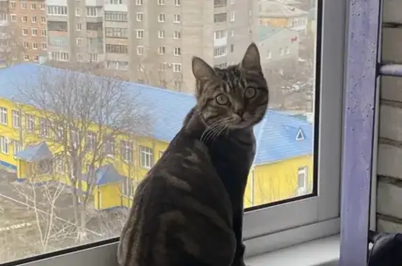 Пропала кошка, улица Кирова, Ачинск — коричневого окраса в крапинку, без хвоста - photo
